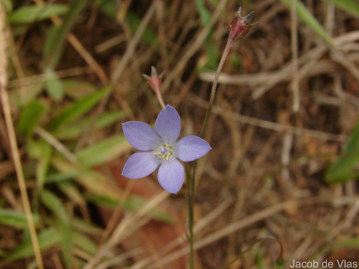 Wahlenbergia marginata (Thunb.) A.DC.